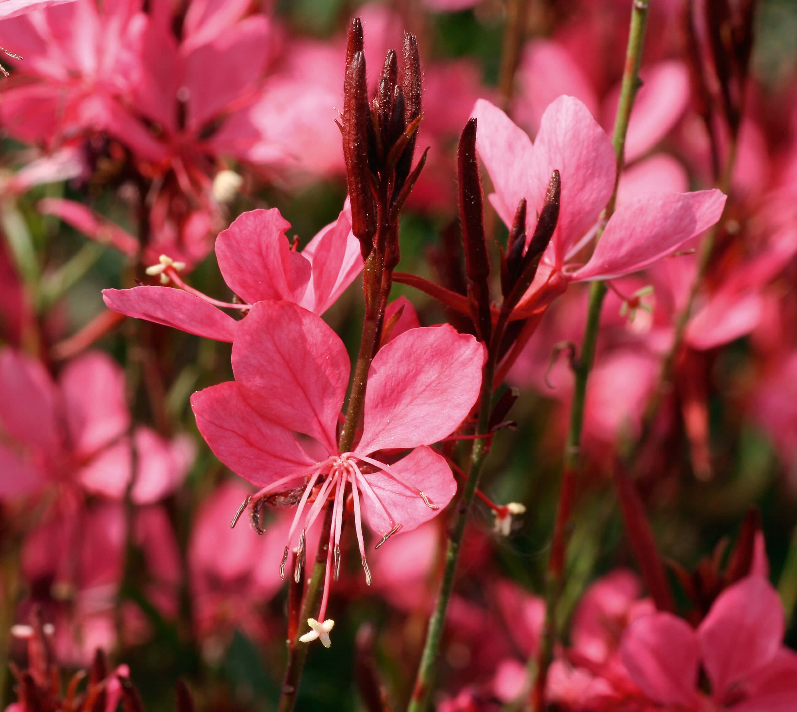 Prachtkerze (Gaura lindheimeri) 'Belleza® Dark Pink' T12 - winterhart