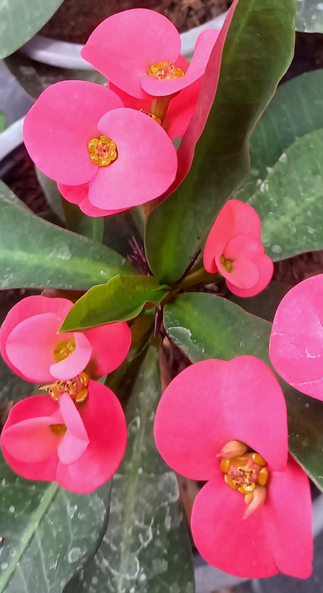 Euphorbia 'Hot Milii' rot T11 