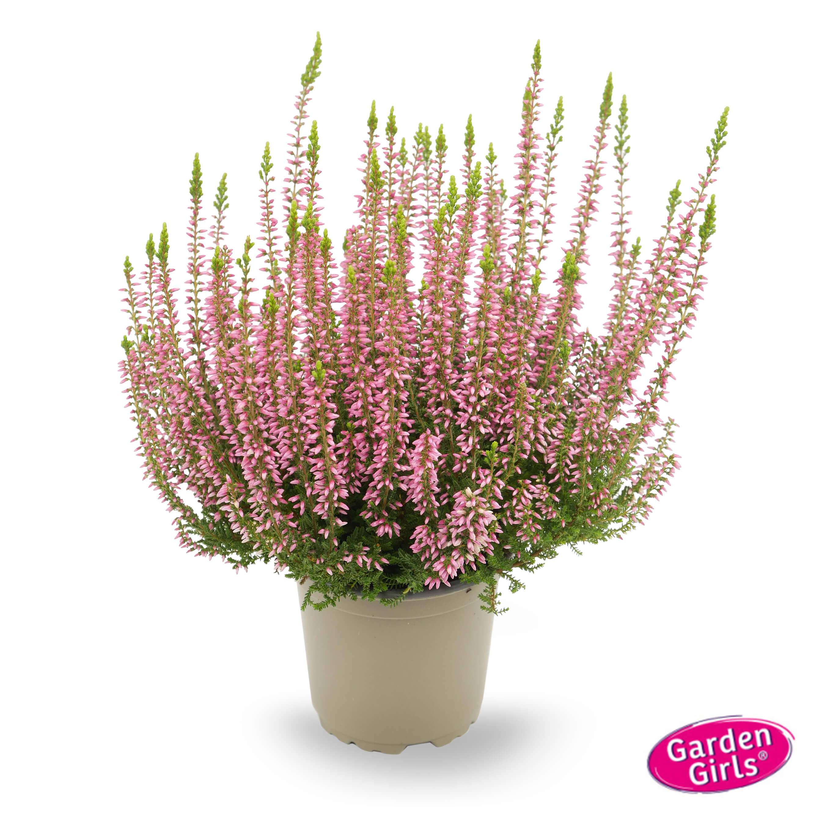  Knospenheide (Calluna vulgaris) Gardengirls® Pink Angie