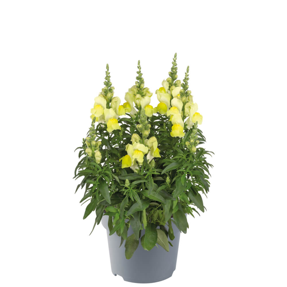Löwenmaul (Antirrhinum majus) 'Candy Tops' T12 Löwenmaul (Antirrhinum majus) 'Candy Tops' T12