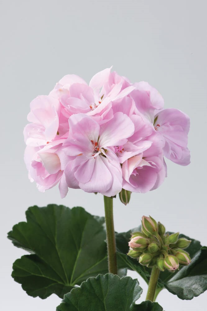 Geranie stehend (Pelargonium zonale) | flieder  |  2 Stück