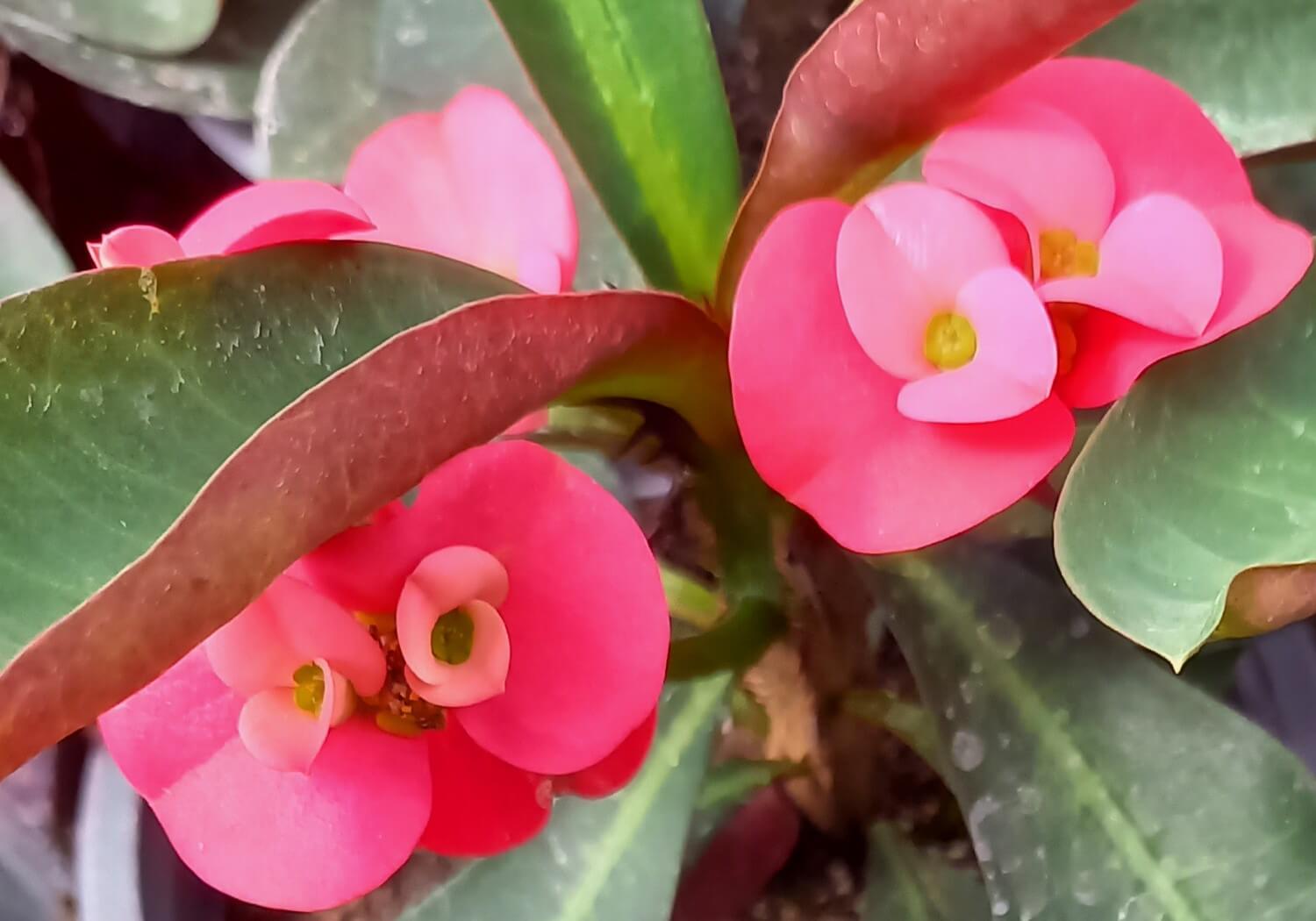 Euphorbia 'Hot Milii' rot T11 