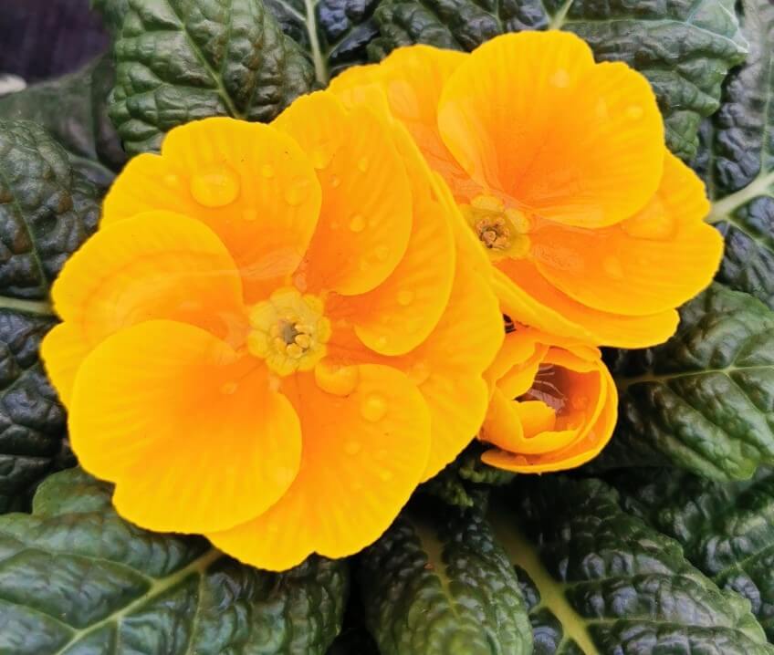 Primel (Primula vulgaris) gelb | 8 Stück 