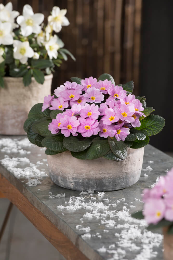 Neuheit! Primel, winterhart (Primula vulgaris) 'Obsidian Rose Antique' T11