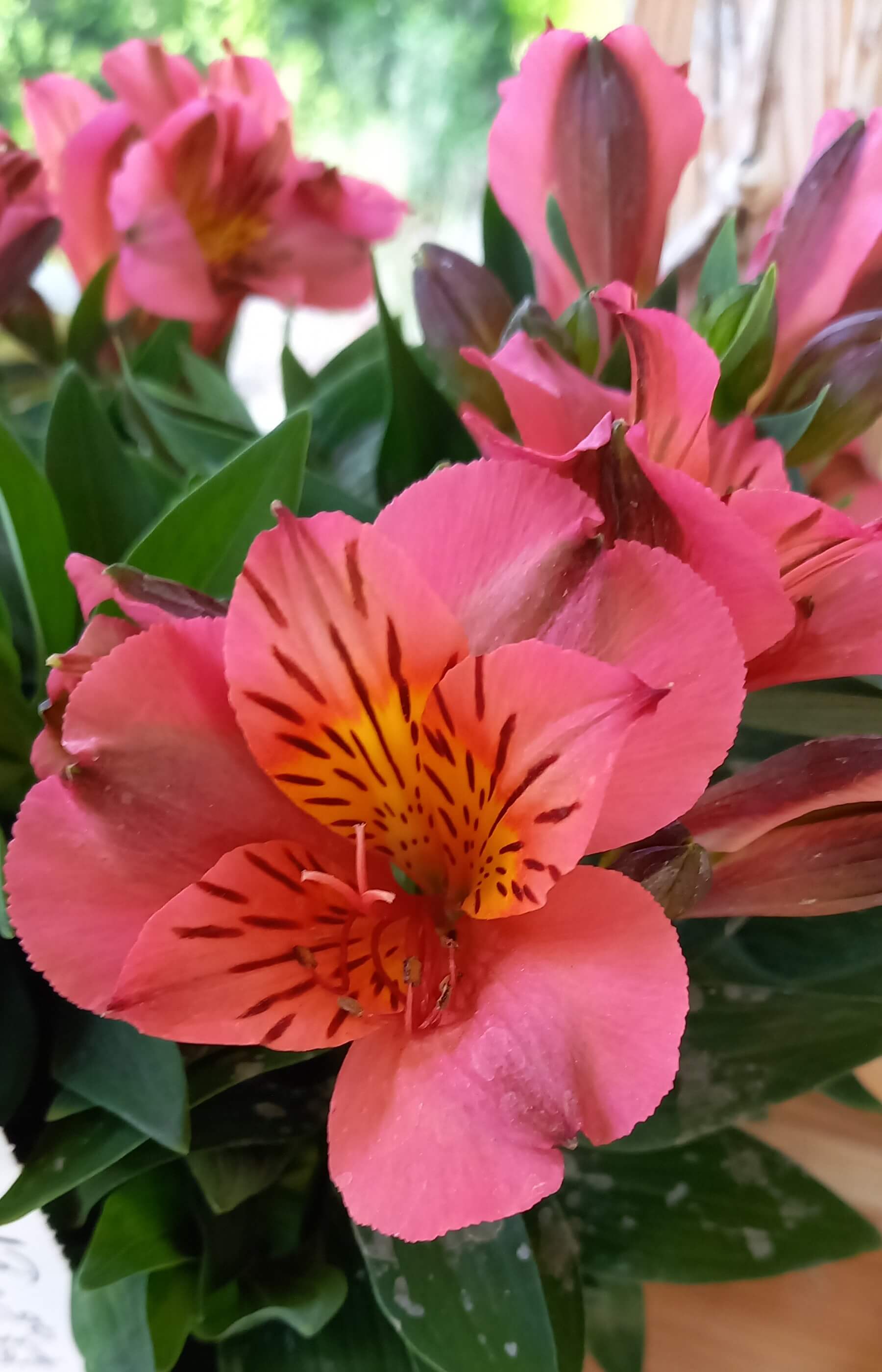 Inkalilie (Alstroemeria ) 'Colorita Eliane' T17 