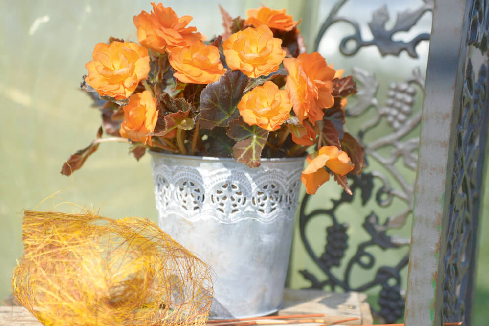 Knollenbegonie (Begonia tuberhybrida) 'GO!Early Bright Orange Bronze Leaf' T12