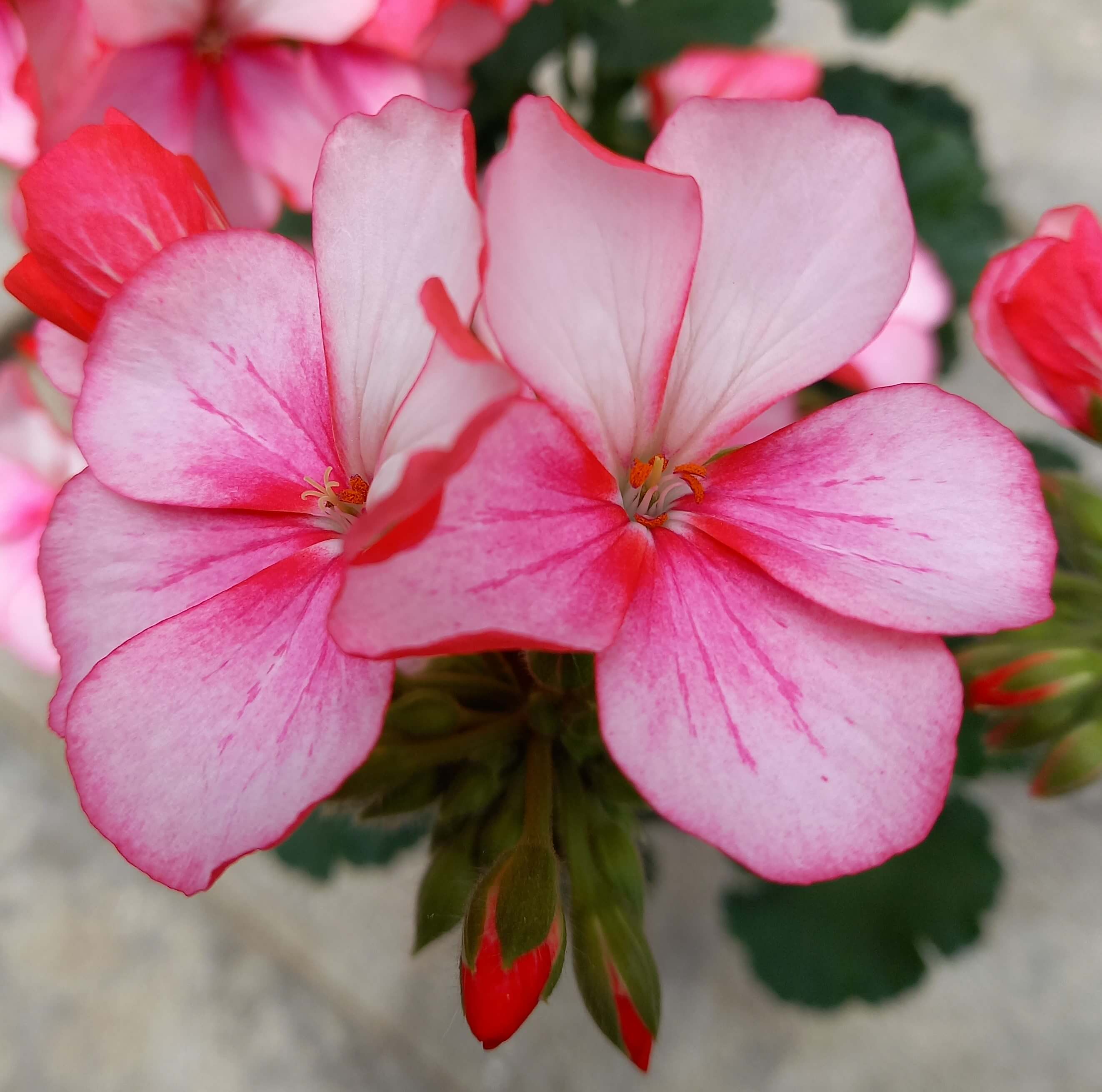 Geranie stehend (Pelargonium zonale) 'Bunny Pink Ice' | 2 Stück