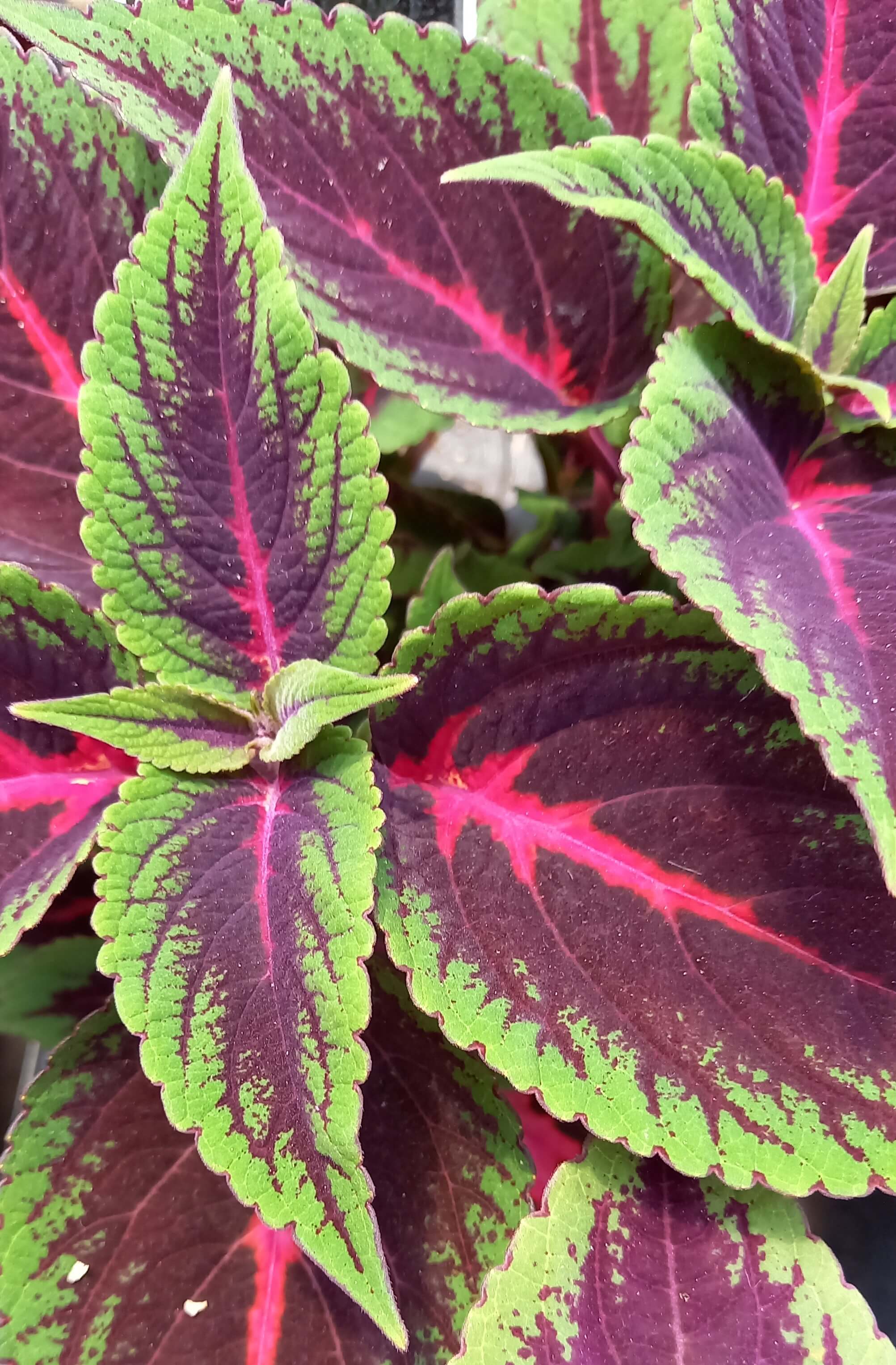 Buntnessel (Coleus blumei) 'Ruby Road' T12