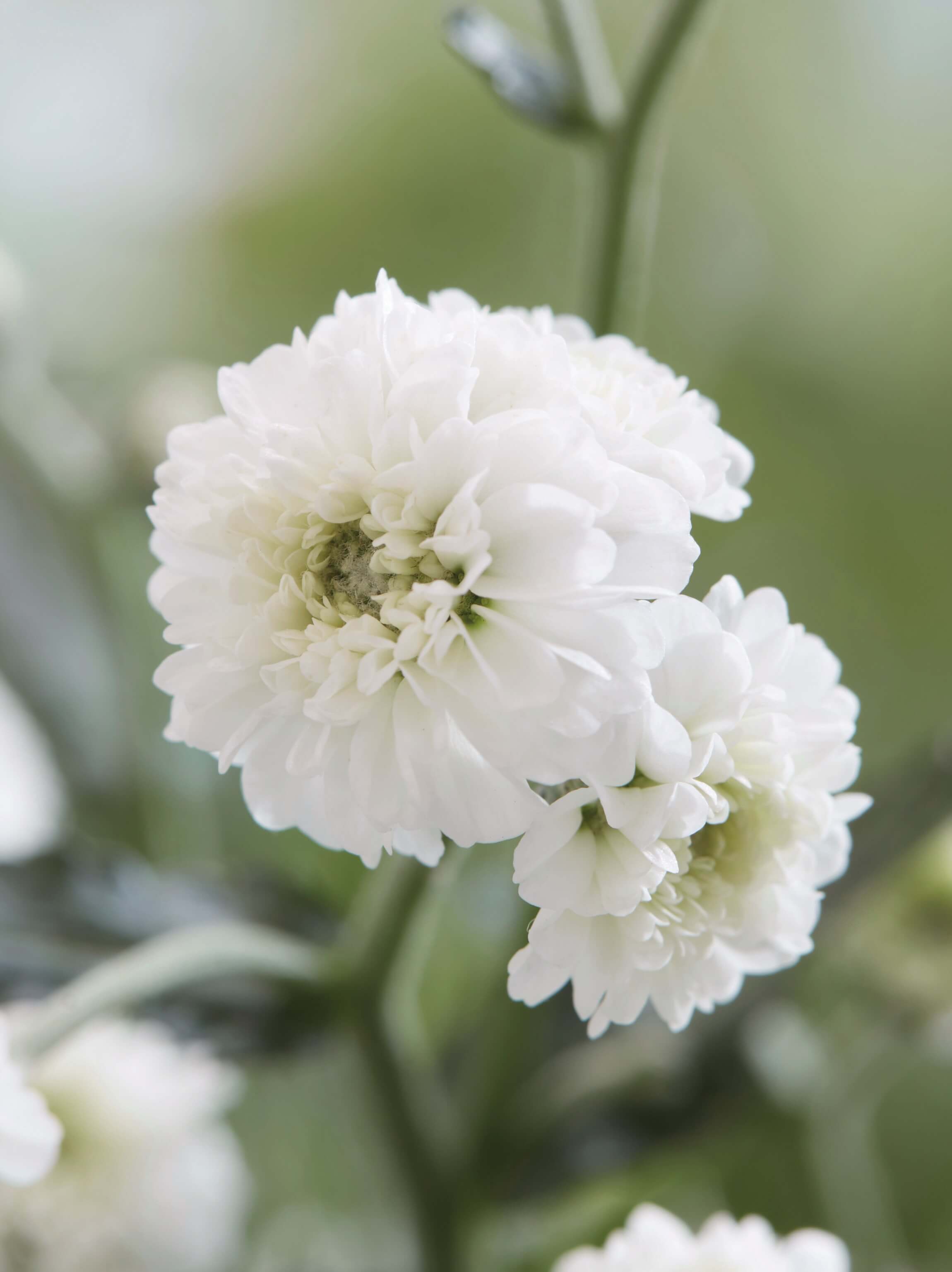Sumpf-Schafgarbe (Achillea ptarmica) 'Diadem' T13 - winterhart