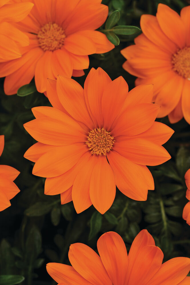 Mittagsgold (Gazania rigens) 'New Day® Clear Orange' T12 