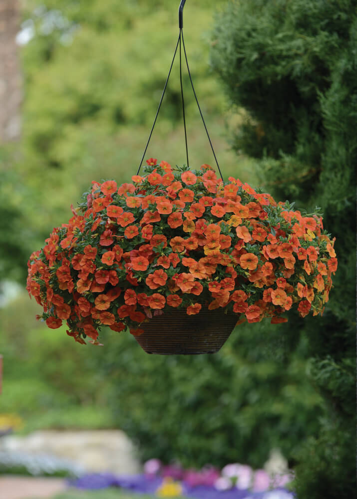 Zauberglöckchen (Calibrachoa) orange