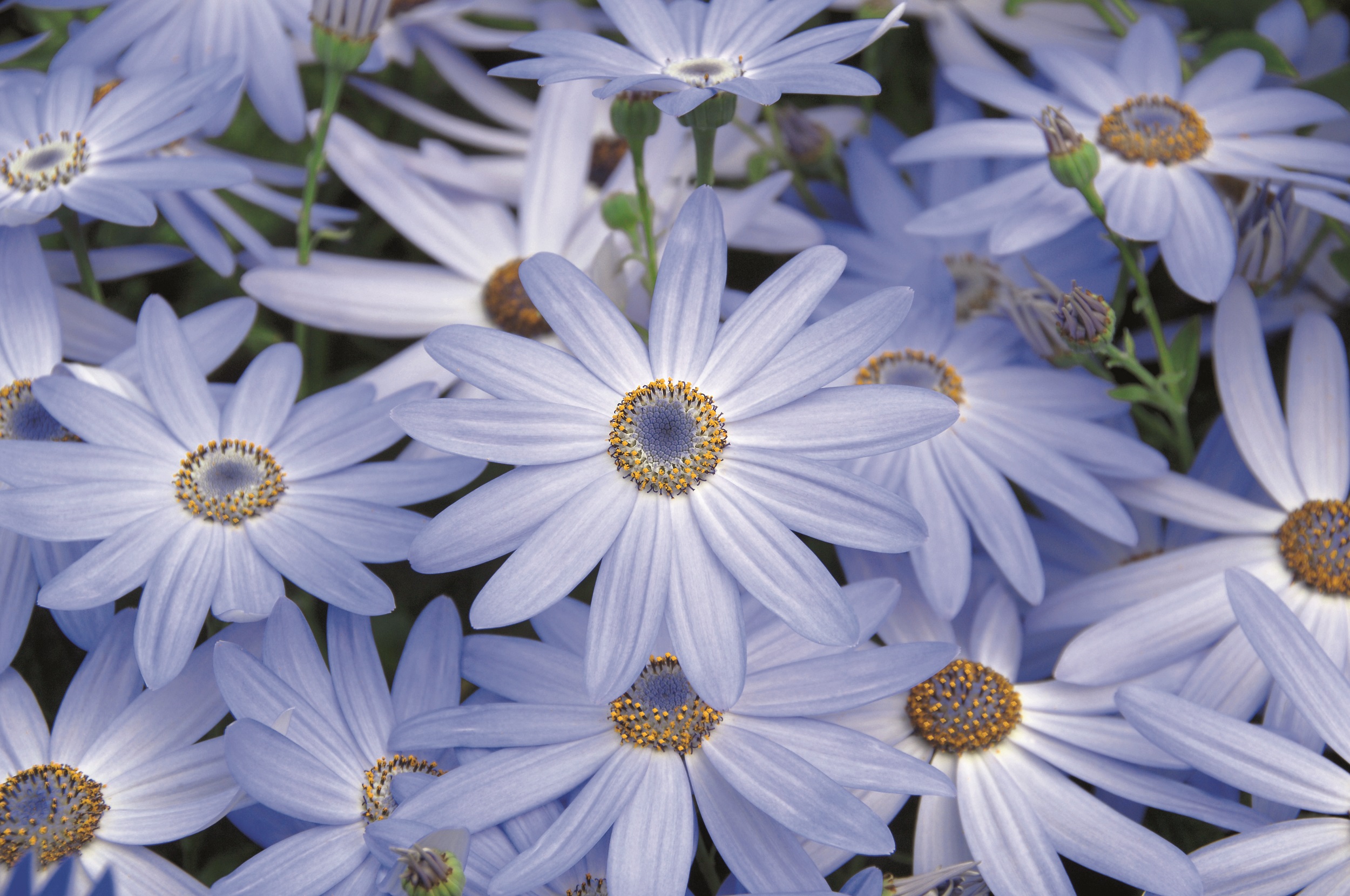 Aschenblume (Pericallis Senetti®) 'Lavender' T13