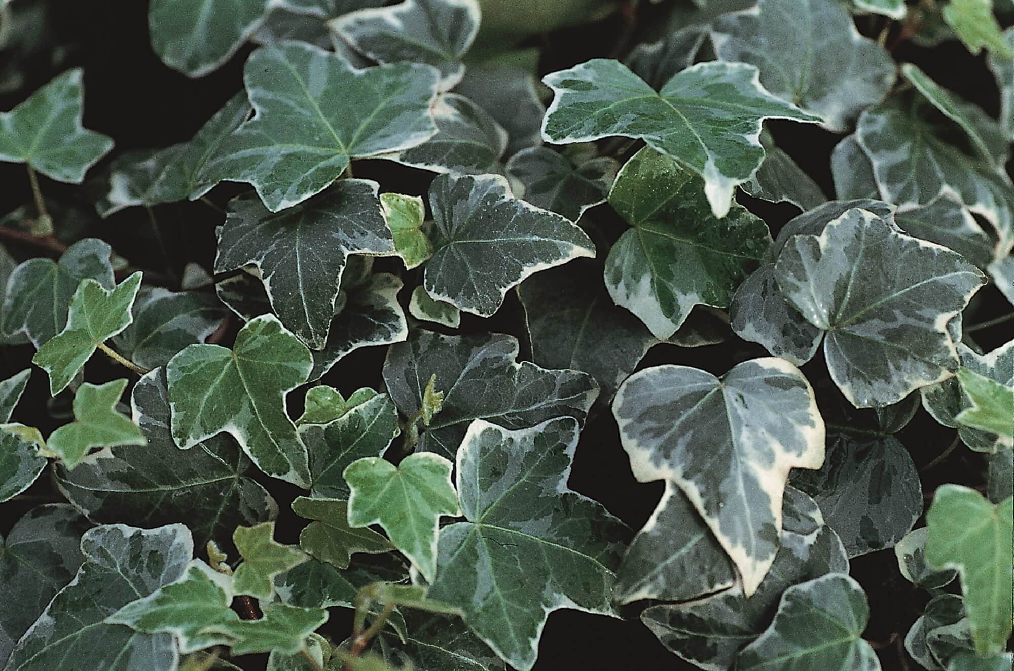 Efeu (Hedera helix) 'Glacier' T12 - winterhart | 881_118