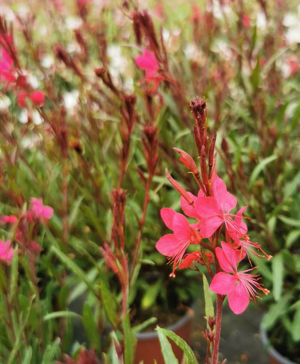 Prachtkerze (Gaura lindheimeri) 'Belleza® Dark Pink' T12 - winterhart