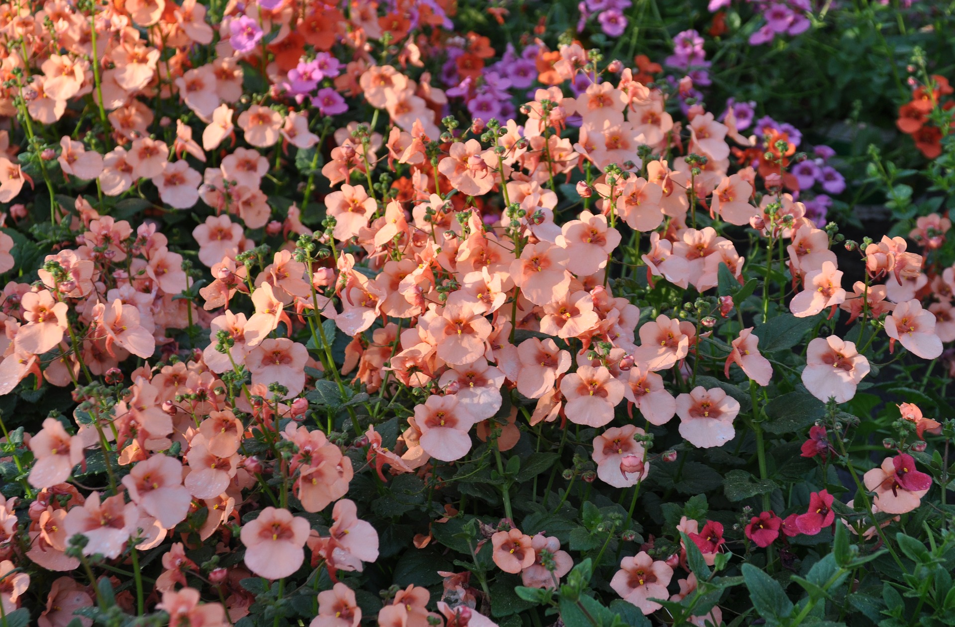 Elfensporn Rosa Topf- Ca. 10,5 Cm Diascia Hybride K Produktbild-Vorschau 4