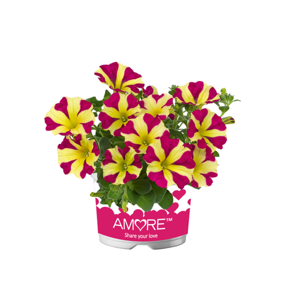 Petunie (Petunia) 'Amore® Queen of Hearts' T12