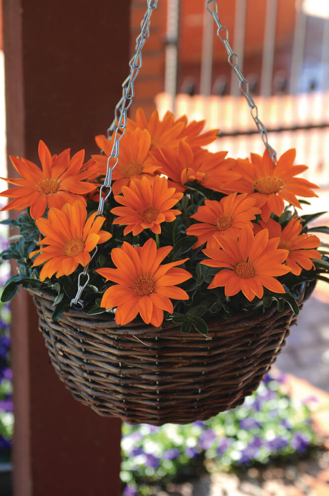 Mittagsgold (Gazania rigens) 'New Day® Clear Orange' T12 