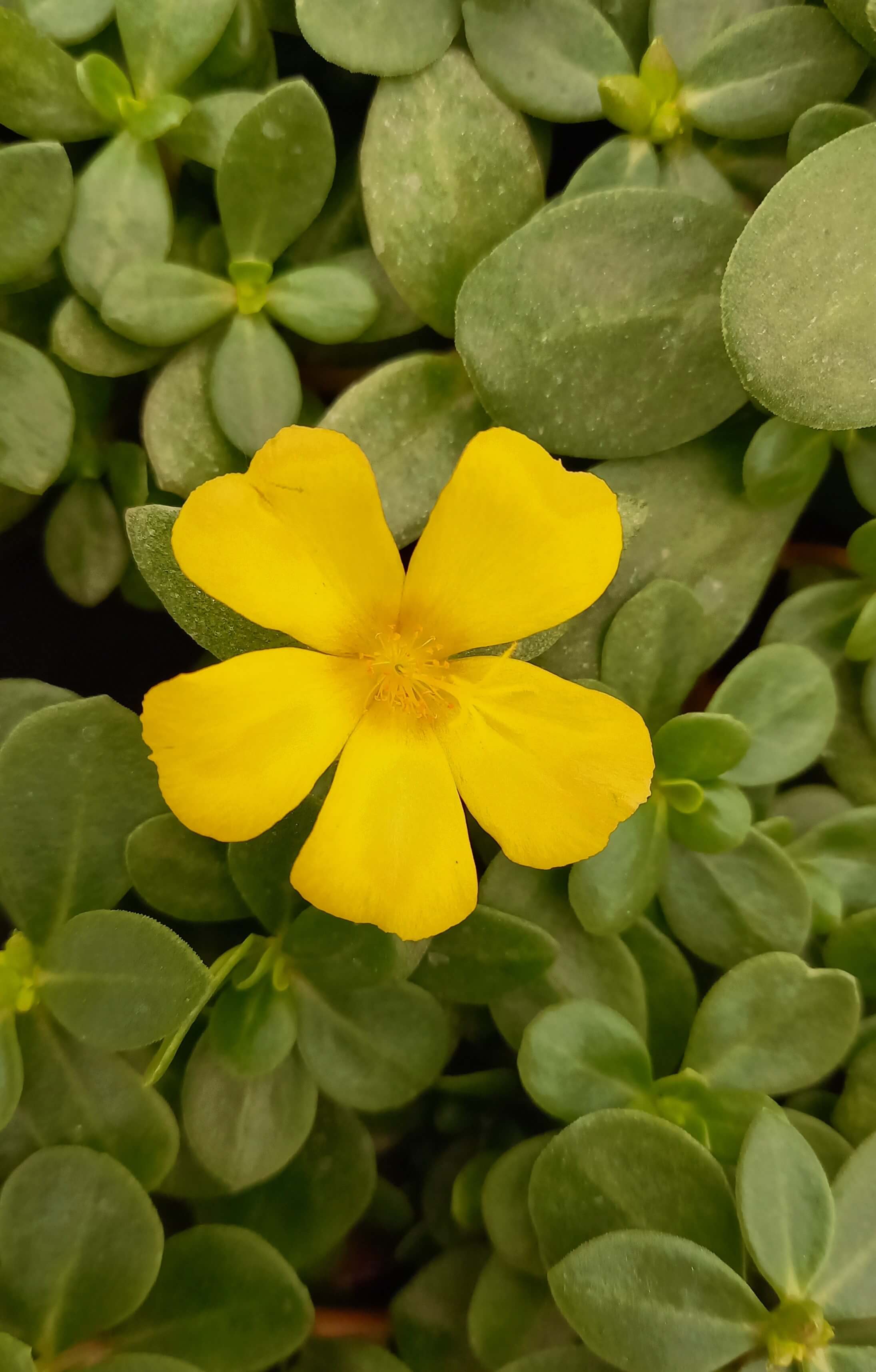 Portulakröschen (Portulaca oleracea) 'Pazzaz Nano™ Yellow' T12 | 336_210