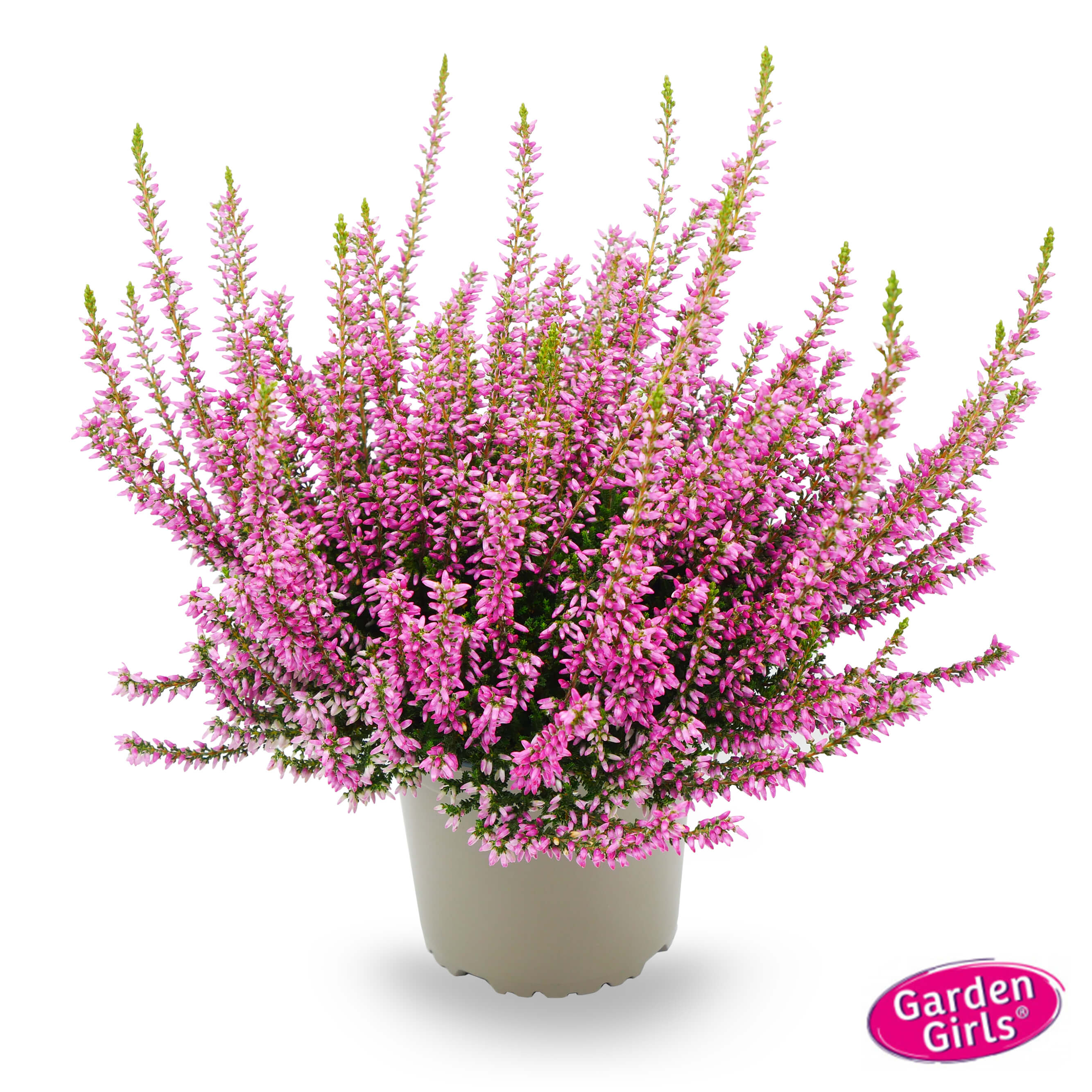  Knospenheide (Calluna) Gardengirls® Mary Louise