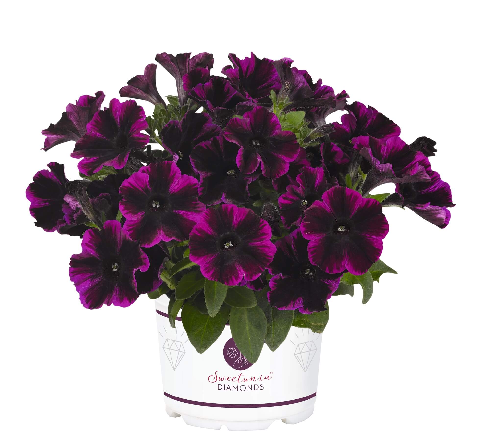 Petunie (Petunia) 'Sweetunia™ Johnny Flame' T12