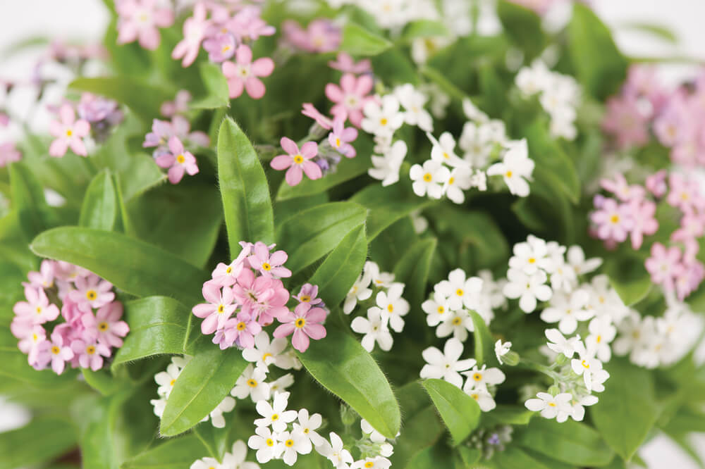 Vergissmeinnicht-Duo (Myosotis sylvatica) 'Mon Amie MixMasters® Duo Pink-White' T13