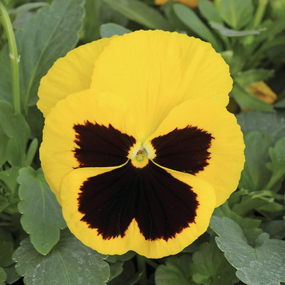 Stiefmütterchen (Viola wittrockiana) gelb mit Auge T9 | 3 Pflanzen