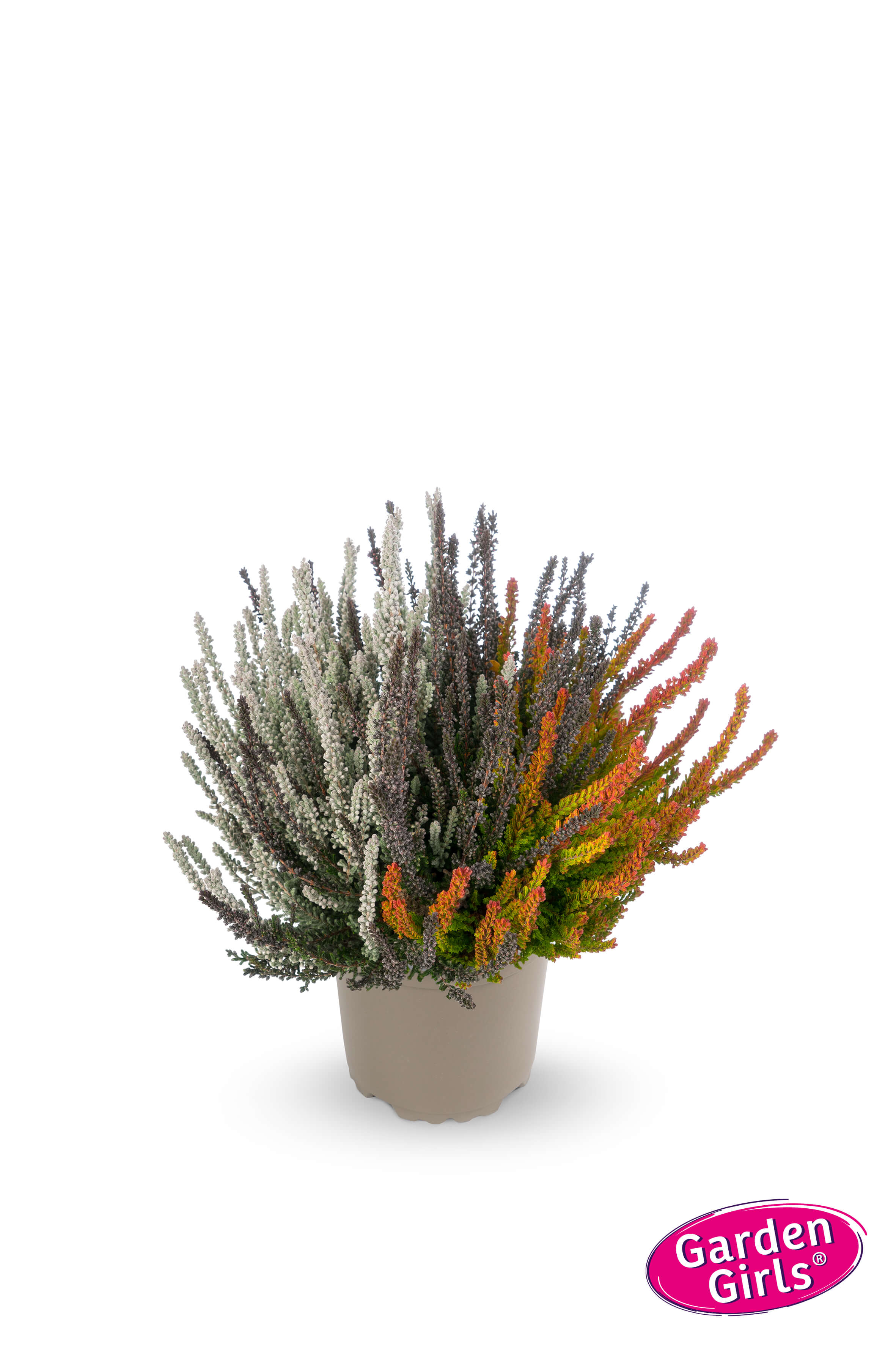  Knospenheide (Calluna vulgaris) Sunset Fire® Mystic Fire Rot T13
