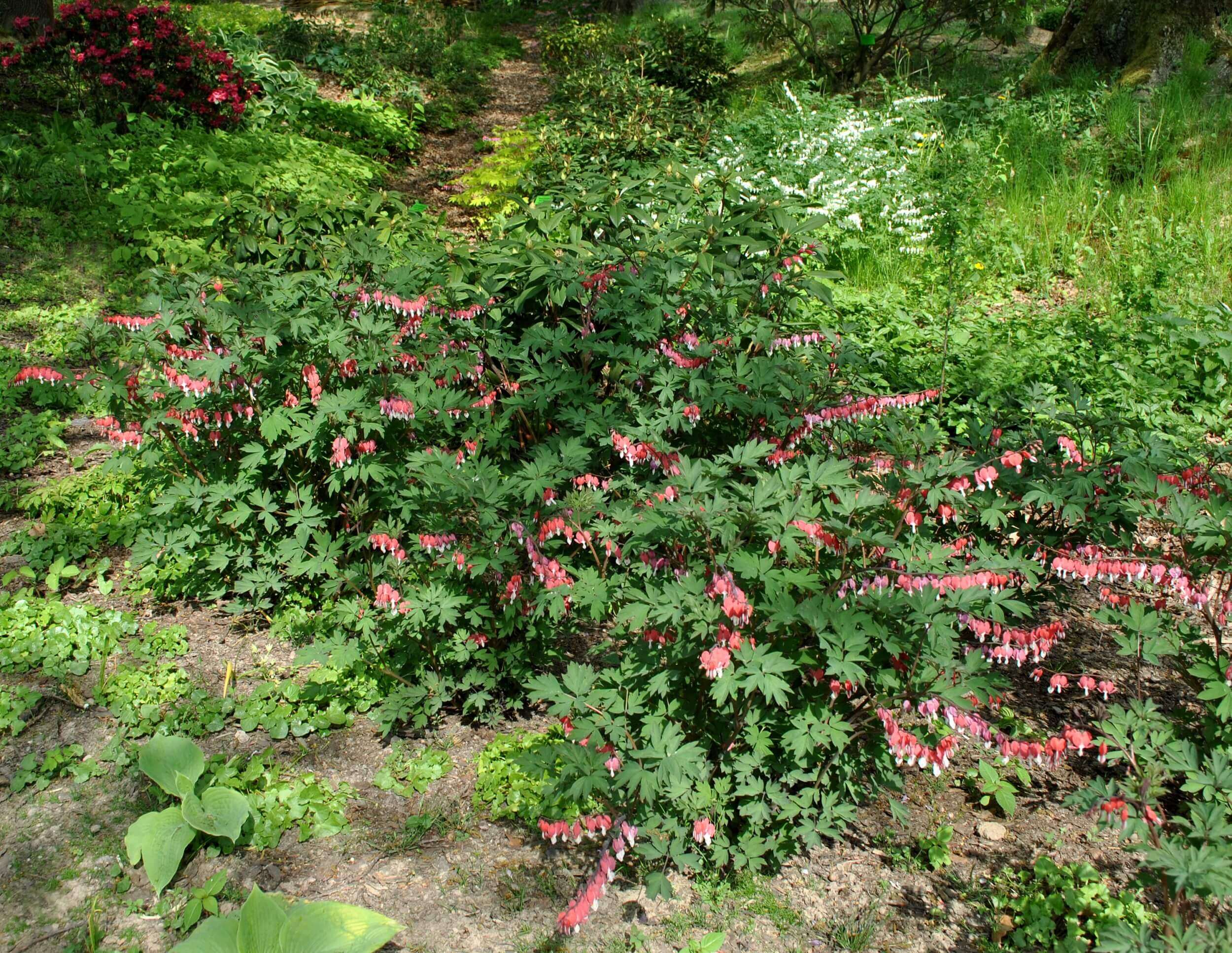 Tränendes Herz (Dicentra spectabilis) 'Valentine' T13