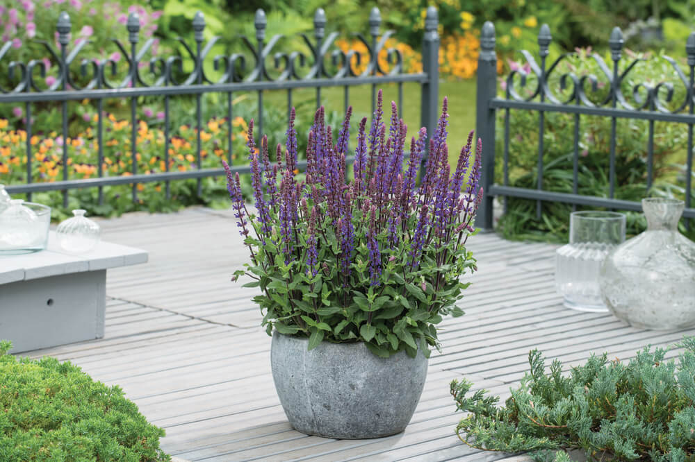 Steppen-Salbei (Salvia nemorosa) 'Caradonna'  T12