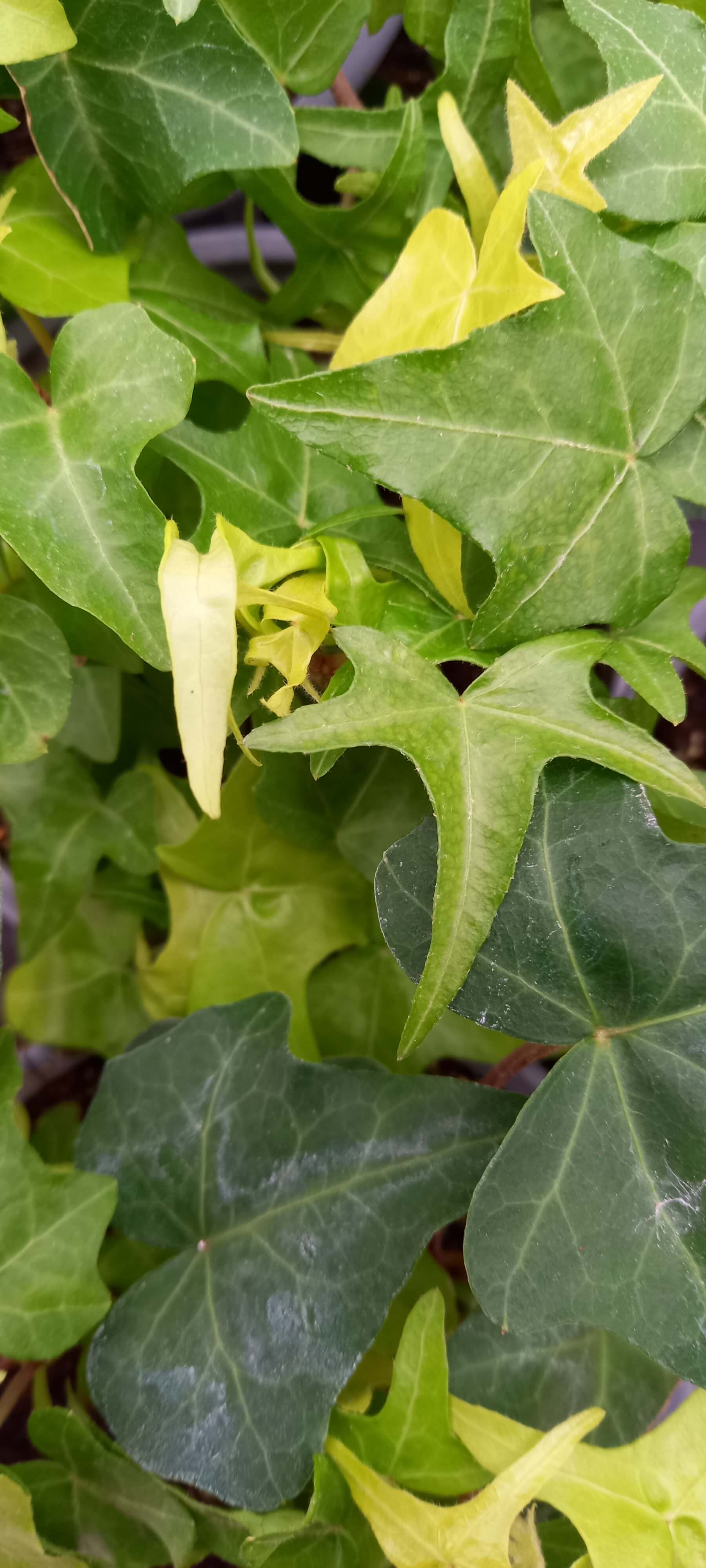 Efeu (Hedera helix) 'Goldstern' T12  - winterhart 