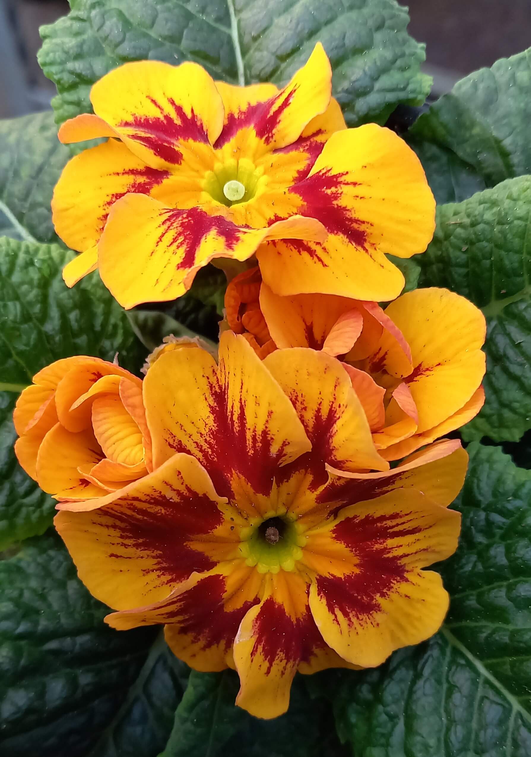 Primel (Primula vulgaris) 'etangi® ' | 4 Stück
