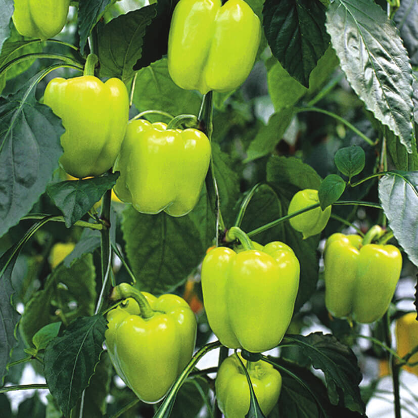 Paprika_Beluga_Light_Green F1(Monte) © Volmary Paprika im Spar-Set | 3 Stück