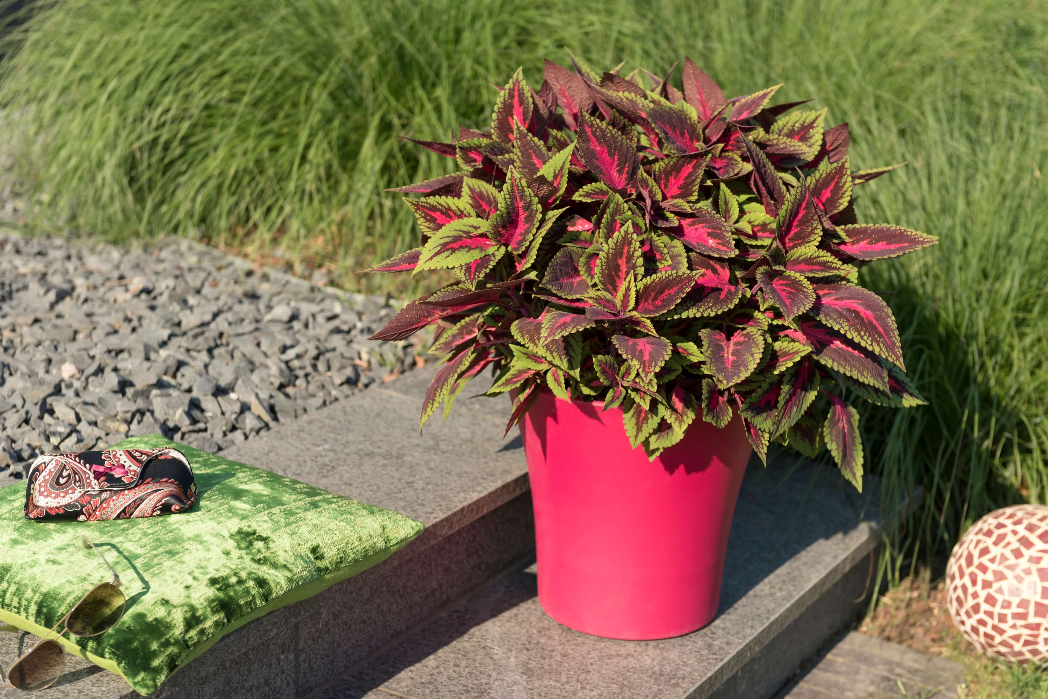 Buntnessel (Coleus blumei) 'Ruby Road' T12