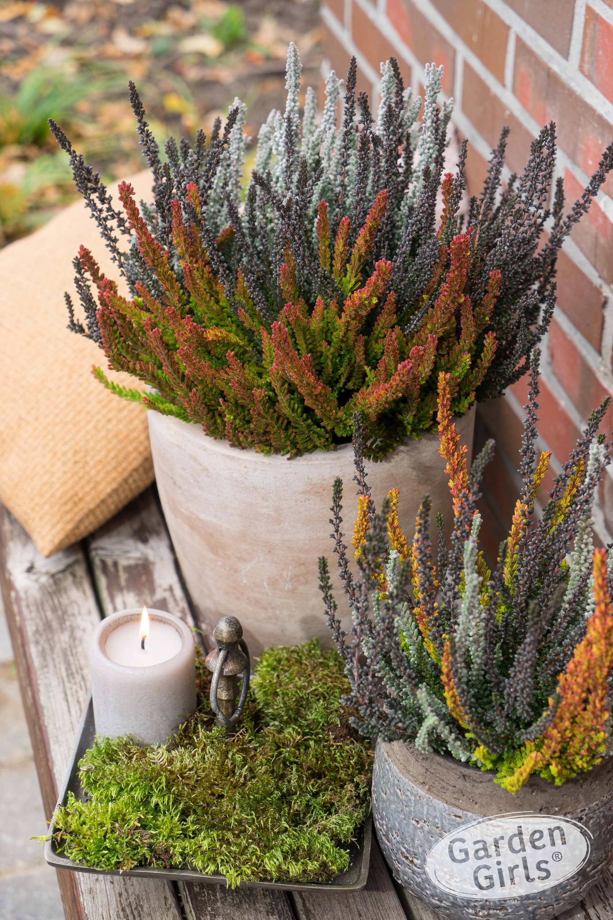  Knospenheide (Calluna vulgaris) Sunset Fire® Mystic Fire Rot T13