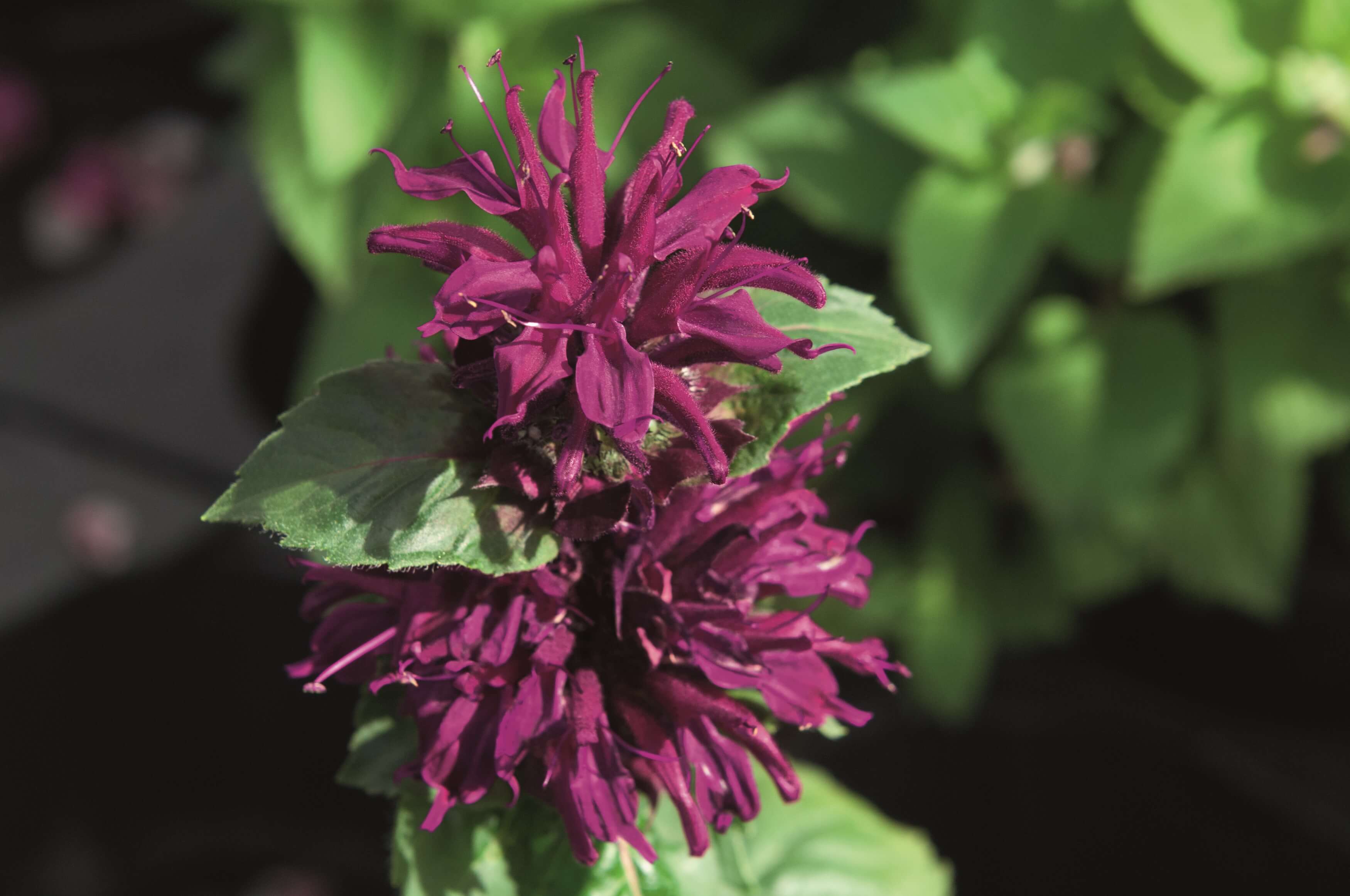 Indianernessel (Monarda x cultorum) 'Bee-True' T17 - winterhart