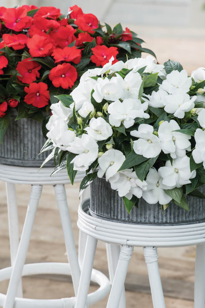 Edel-Lieschen (Impatiens New Guinea) weiß T12
