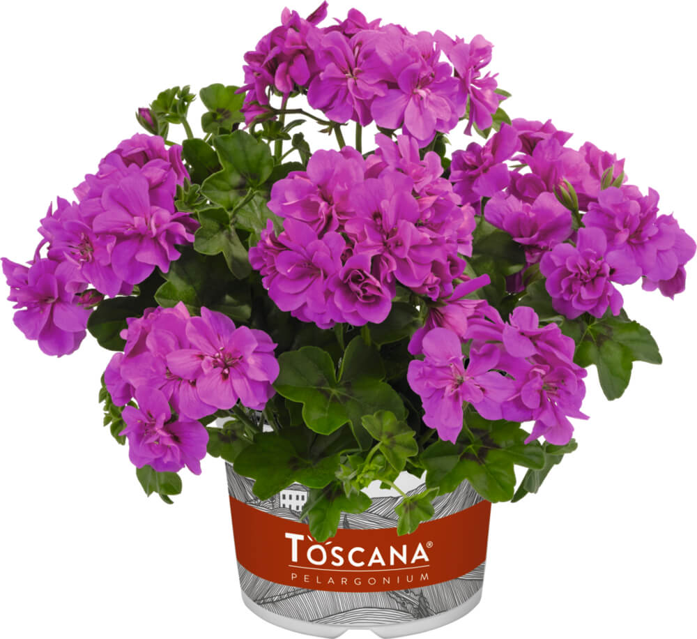 Geranie hängend (Pelargonium peltatum) | lila | 2 Stück  