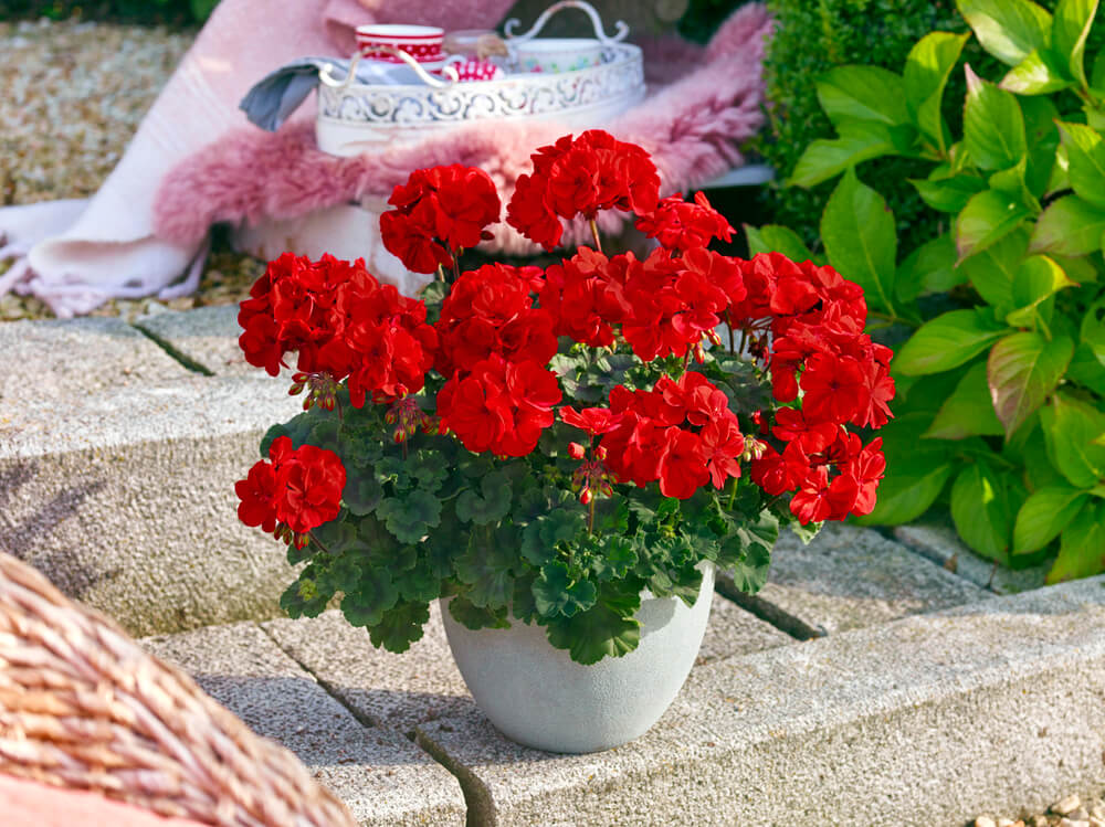 Geranie stehend (Pelargonium zonale) | rot | 2 Stück