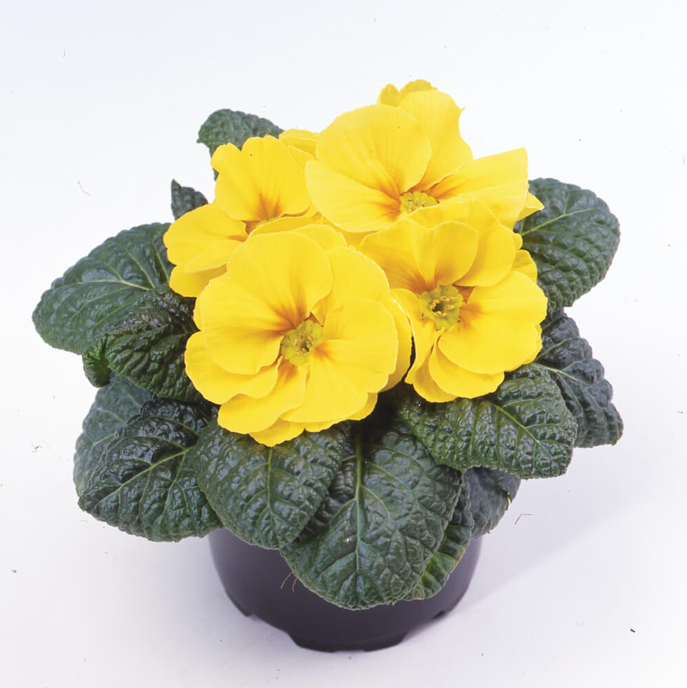 Primel (Primula vulgaris) gelb | 8 Stück 