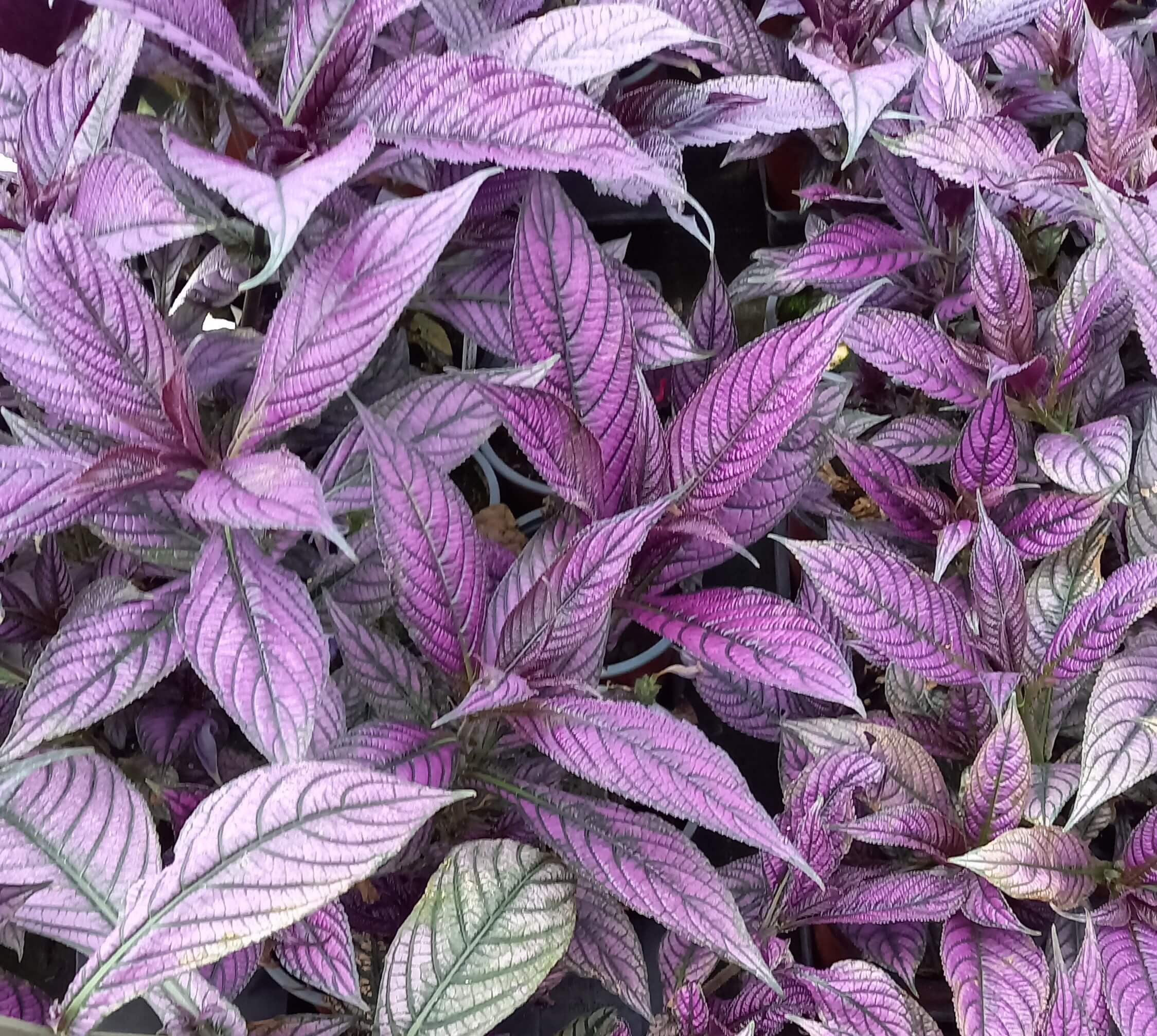 Persische Schildpflanze(Strobilanthes dyerianus) 'Persian Shield' T12 - Rarität!