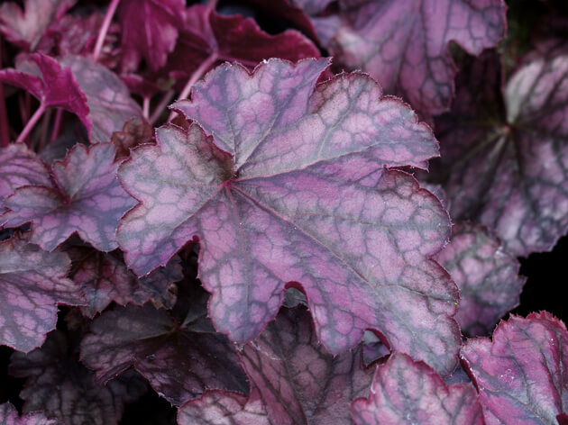 Purpurglöckchen (Heuchera) 'Blackberry Jam' T12 - winterhart 