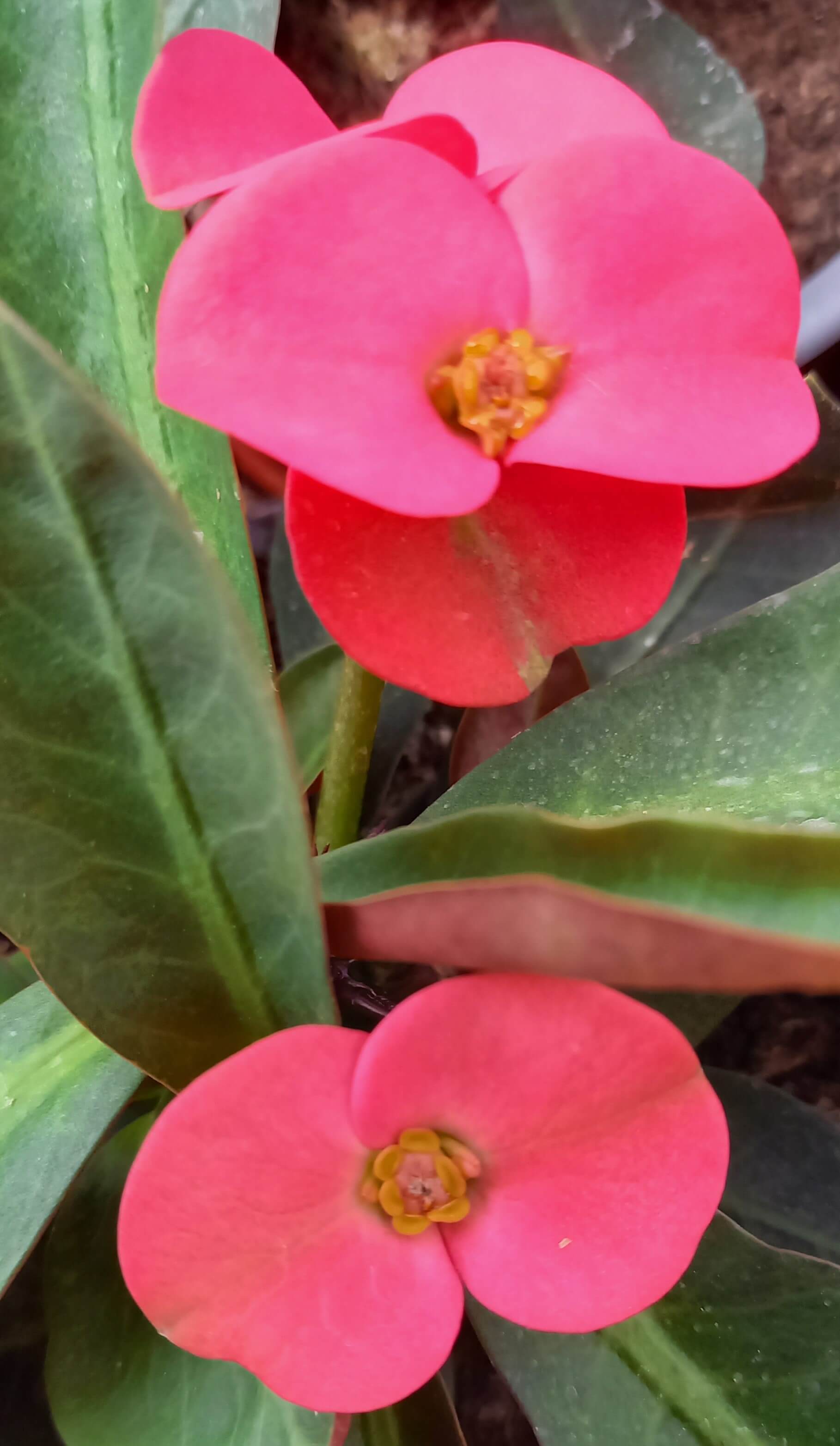 Euphorbia 'Hot Milii' rot T11 