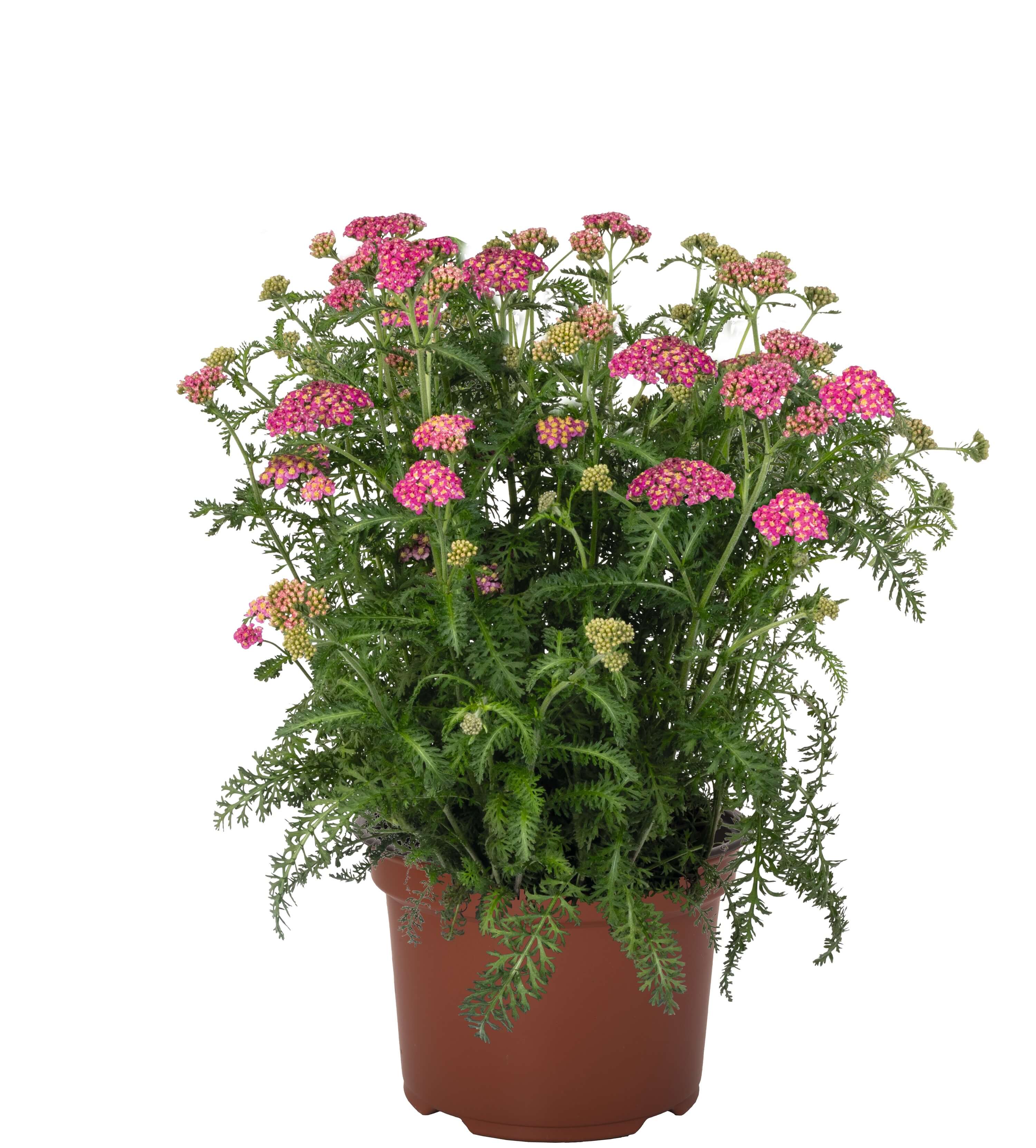 Gemeine Schafgarbe  (Achillea millefolium) 'Skysail Bright Pink' T17  - winterhart