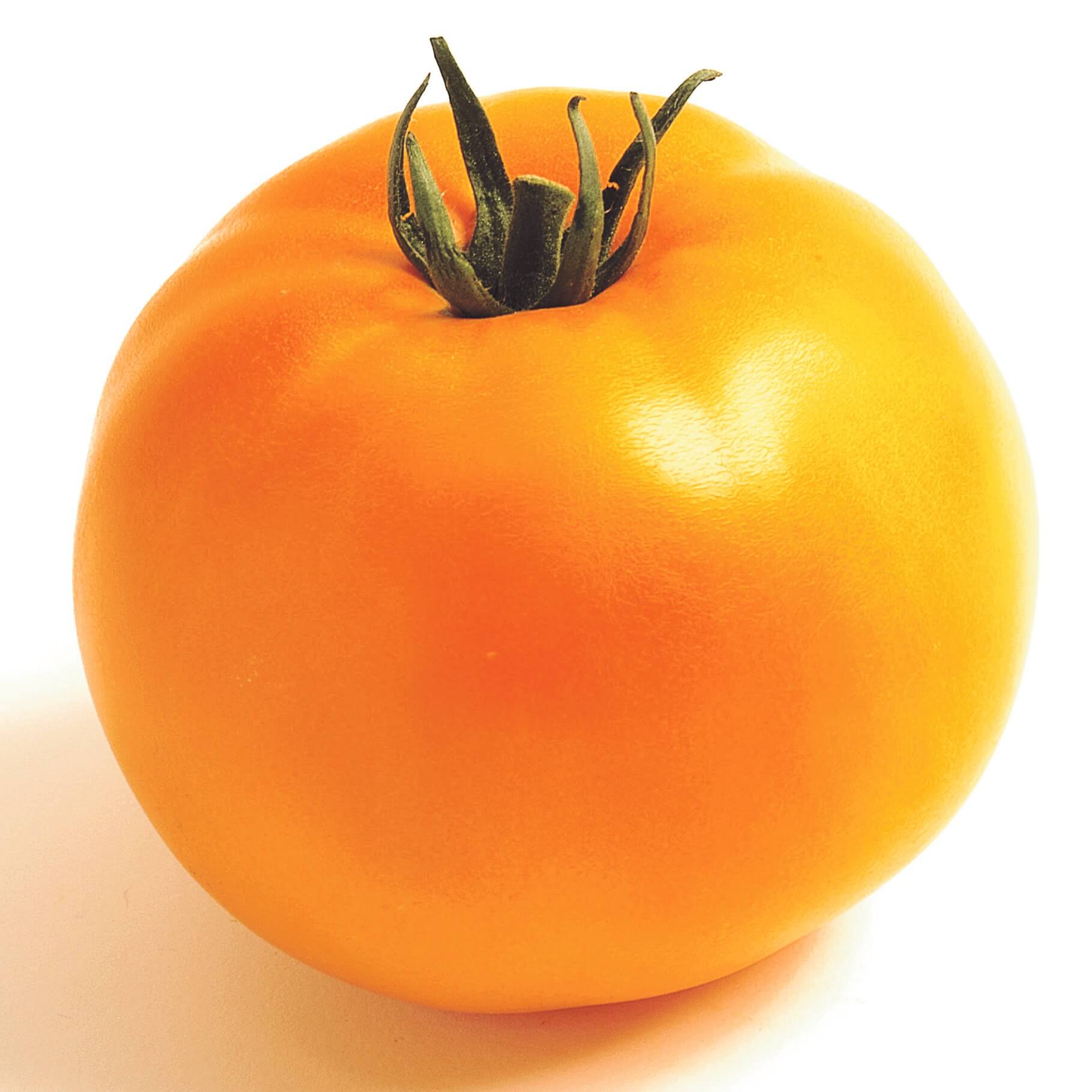 Tomate_Imagine Maxi Orange (Beorange) © Volmary Veredelte Tomaten im Spar-Set | 3 Stück