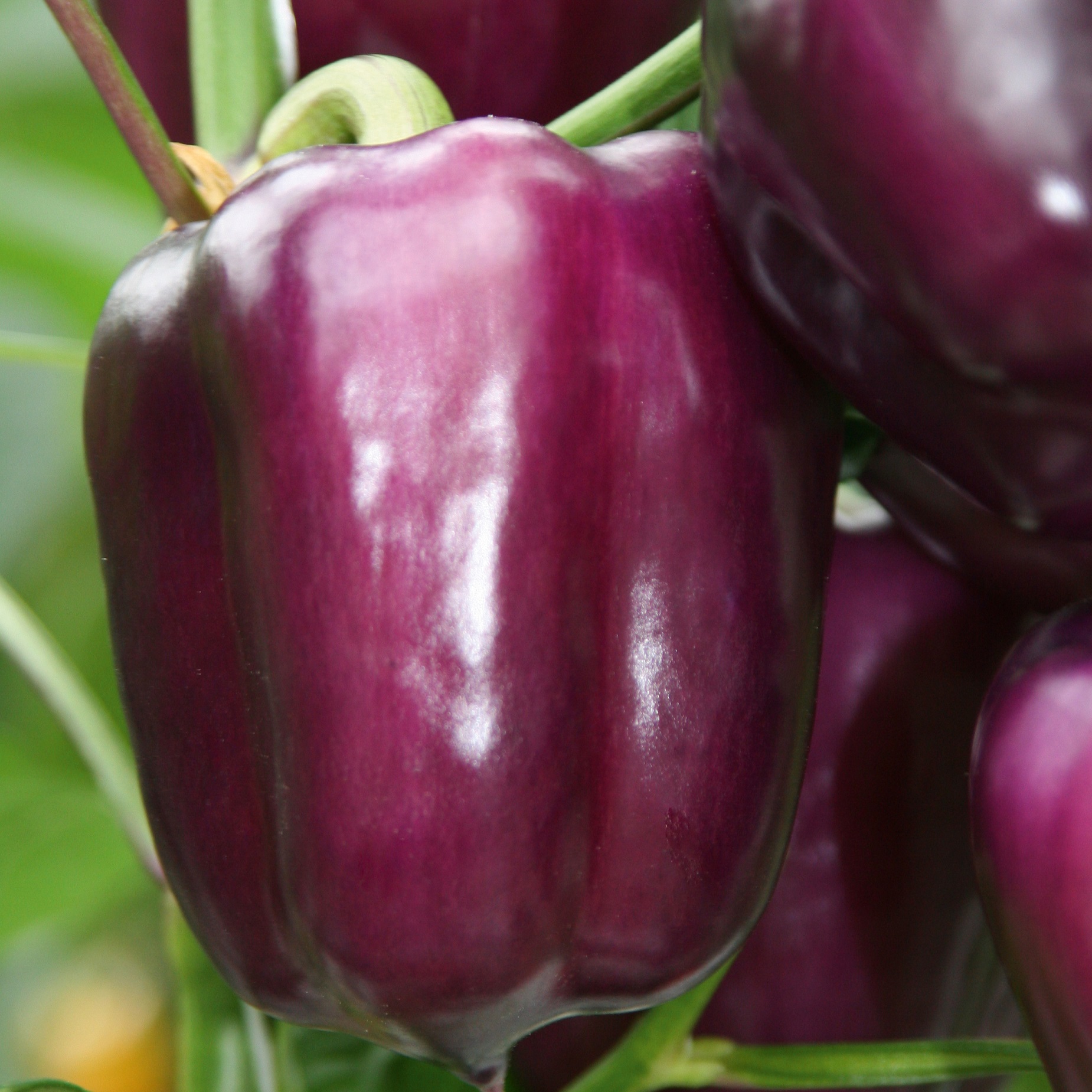 Paprika_Beluga Lilac © Volmary Paprika im Spar-Set | 3 Stück