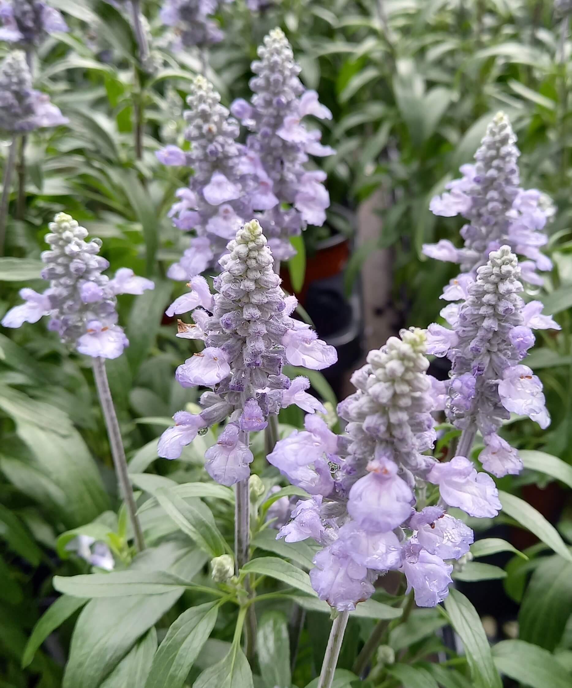 Mehlsalbei (Salvia farinacea) 'Farina Silver Blue' T12 