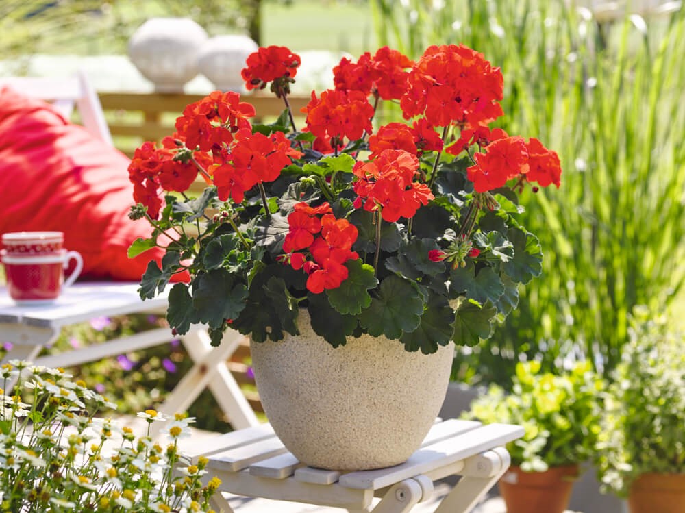 Geranie stehend (Pelargonium zonale) | rot | 2 Stück