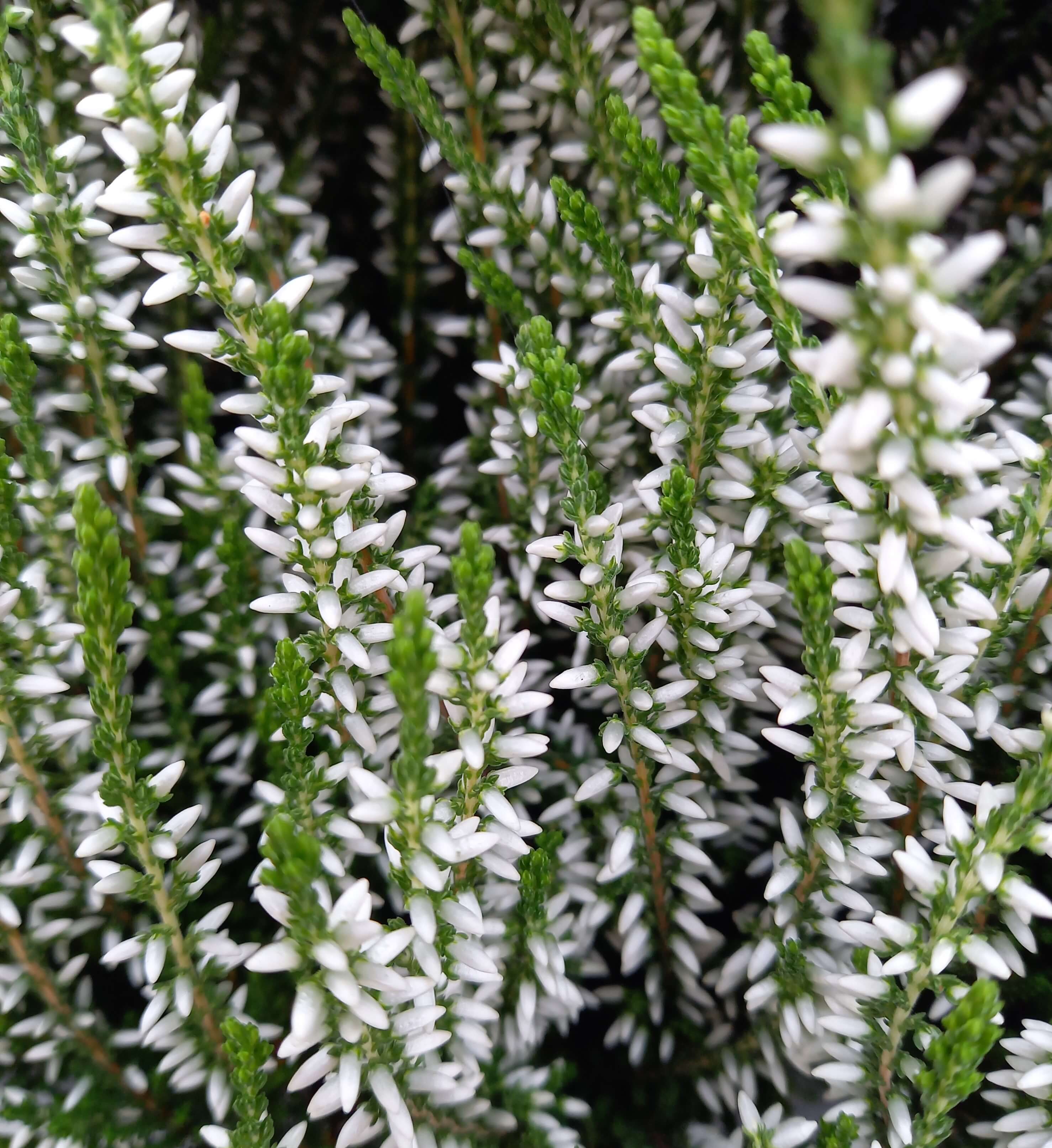  Knospenheide (Calluna vulgaris) Gardengirls® Helena 