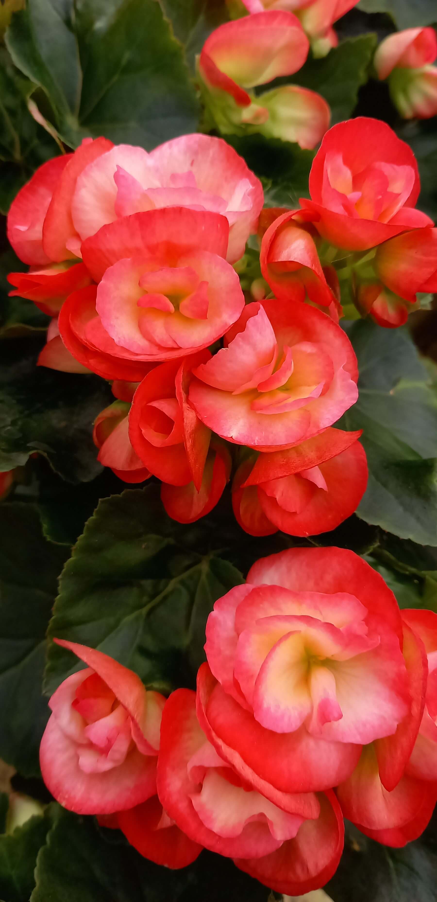 Freilandbegonie (Begonia) 'Peggy' T12