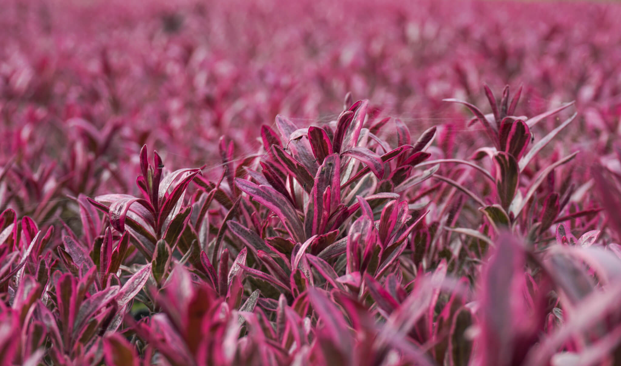 Strauchveronika (Hebe) Magicolor 'Black Magic' T12 - winterhart